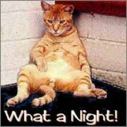 cat with hangover