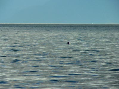 harbor-seal (37k image)
