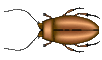 Graphic of a copper bug.