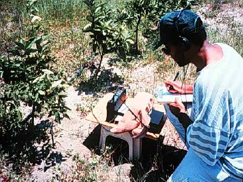 Photo with caption that reads: A researcher uses a recorder and amplifier to monitor an orange tree for insect infestation.