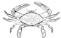 blue crab