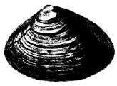 surf clam