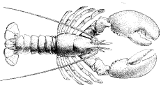 lobster