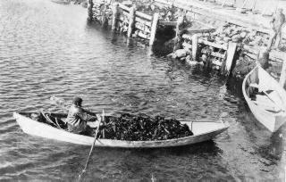 dory full of oysters