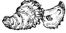 oyster
