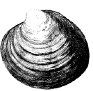 quahog