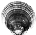 scallop