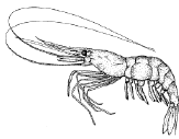 shrimp