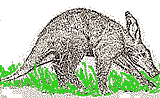 aardvark or 'earth pig'