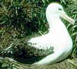 wandering albatross