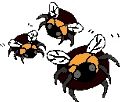 bees