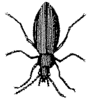 beetle, a coleopteran