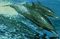 dolphins 'surfing'
