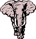 big-eared elephant