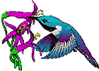 hummingbird
