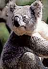 koala bears
