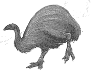 moa, a huge flightless bird