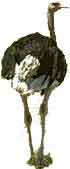 ostriches are very tall birds